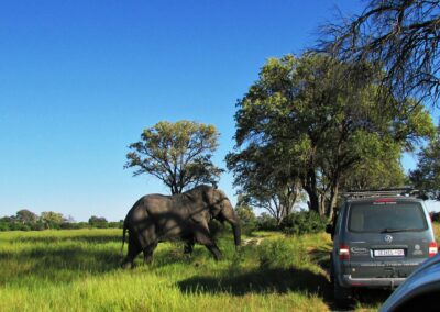 121 Botswana - 28 April 2018 - Elephant crossing the road